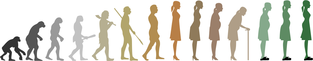 人類の進化プロセス